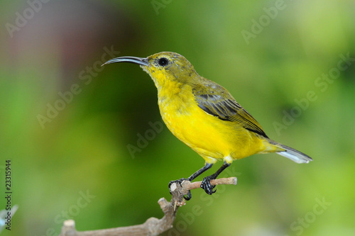 Female Sunbird On A Perch