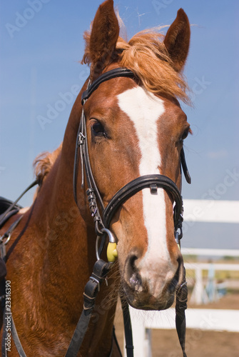 The head of sport horse © Michail Pavlov