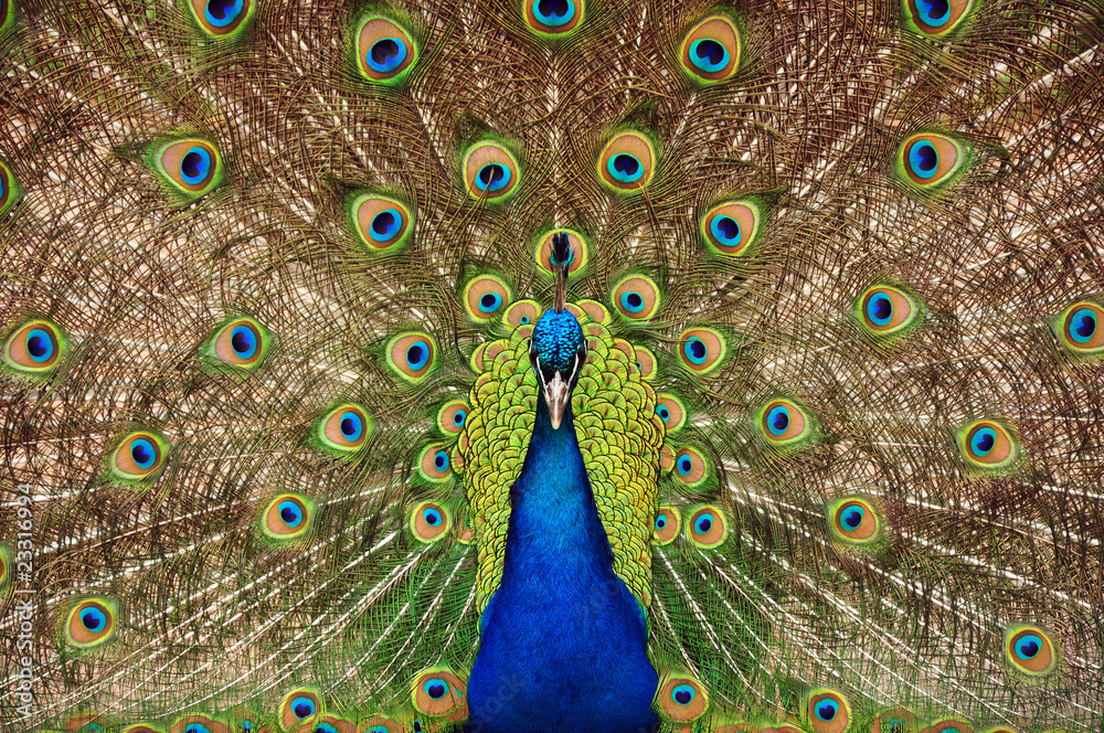 Obraz premium Proud peacock