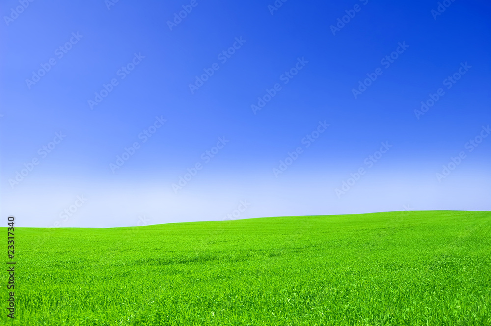 Green field and blue sky. Green field and blue sky.