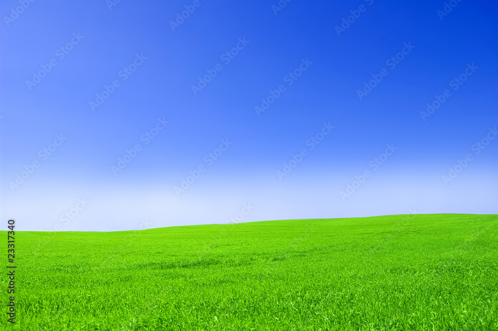 Green field and blue sky.