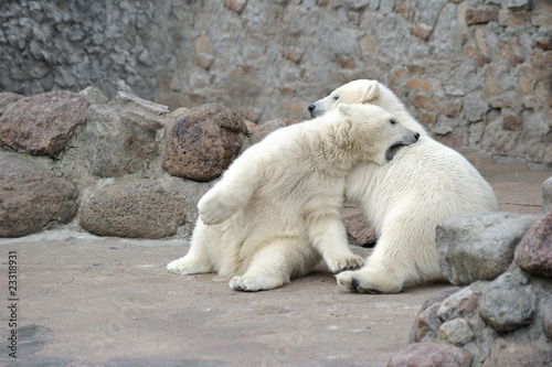Two little polar bears fighting
