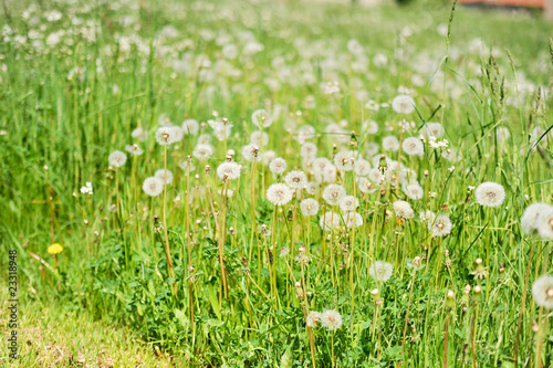 Wallpaper Mural dandelions Torontodigital.ca