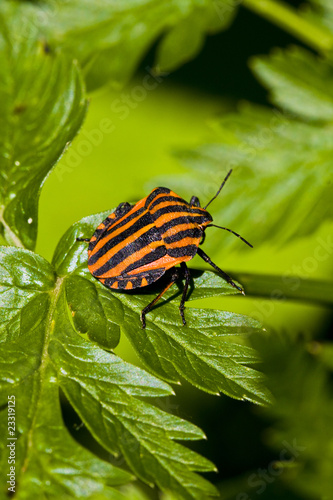 graphosoma lineatum bug on green leaf