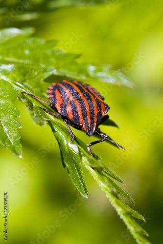 graphosoma lineatum bug on green leaf