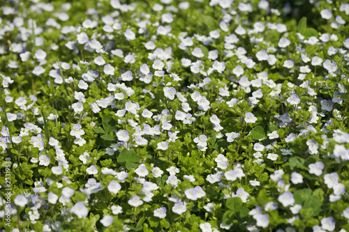 Glade of white field flowers