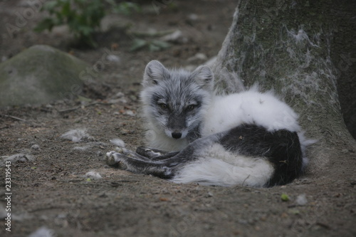 Renard polaire