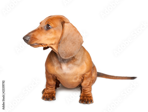 dachshund puppy