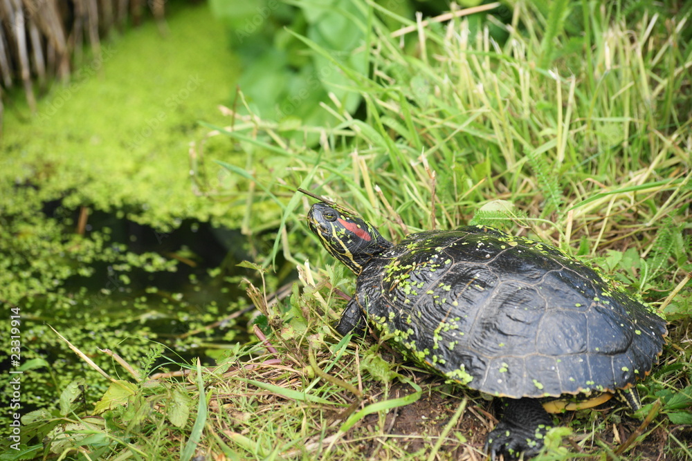 Obraz premium rotwangenschmuckschildkröte