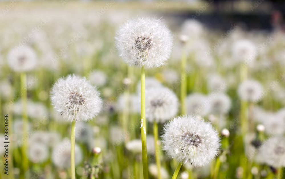 Field of dandelions Field of dandelions