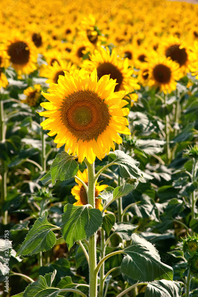 Beautiful sunflowers during summer season Beautiful sunflowers during summer season