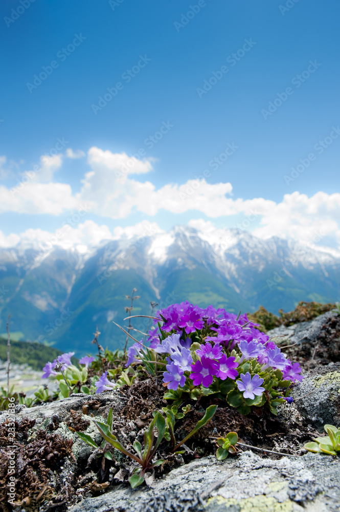 Pink alpine flowers in spring with mountain panorama
