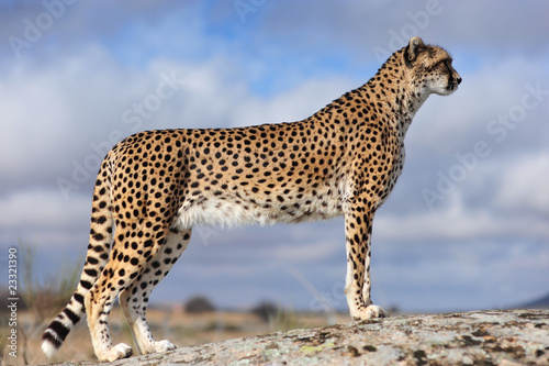 Cheetah 9