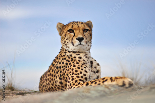 Cheetah 10