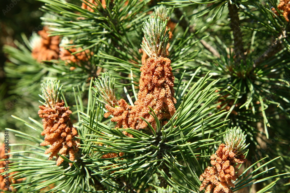 Pine tree in close up