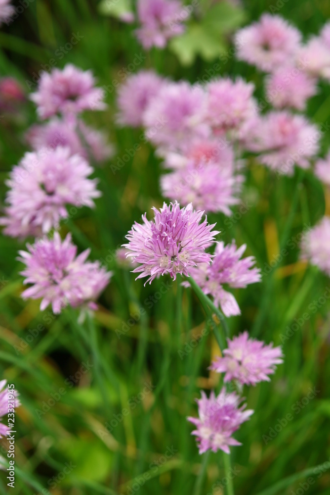 schnittlauch blüte schnittlauch blüte