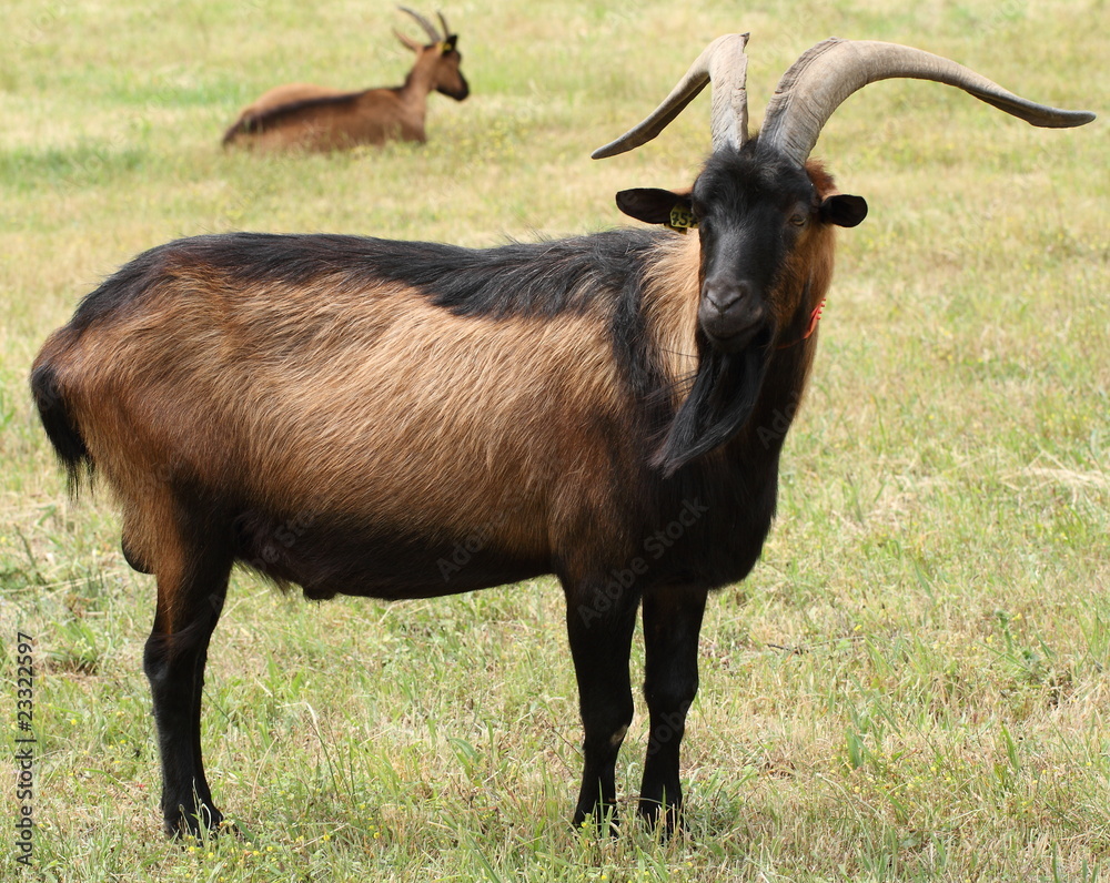Obraz premium Bouc