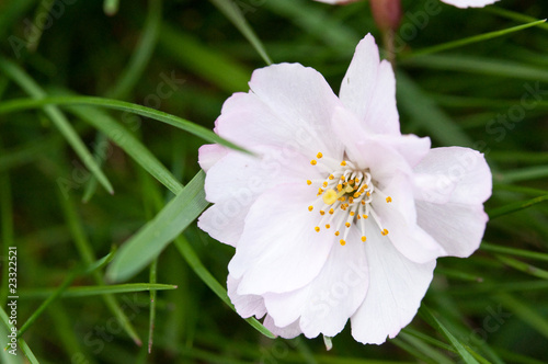 Sakura  Japanische Symbole und Kultur