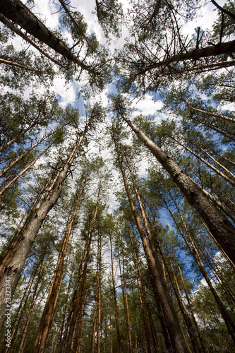 In the deep forest. looking up, shot with fisheye lens