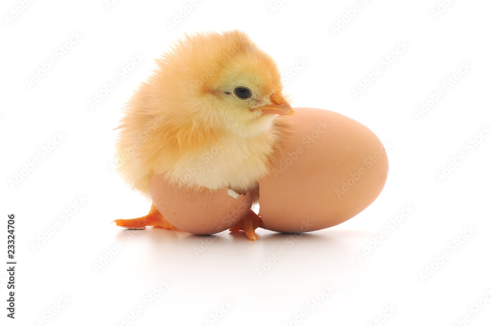 Chicken and an egg shell Chicken and an egg shell