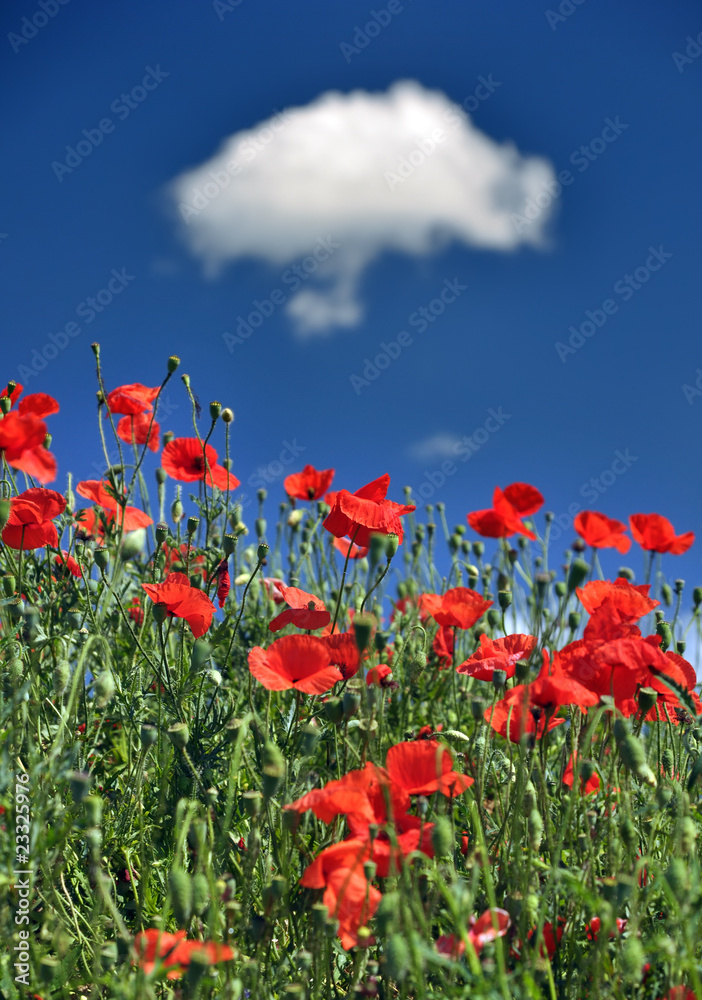 Obraz premium Mak kukurydziany