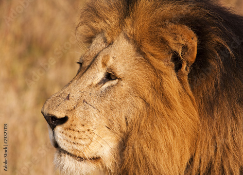 Male Lion With Scars Close-up