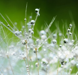 Fotobehang Paardenbloem met waterdruppels Paardenbloempluis met heldere dauwparels  © HR