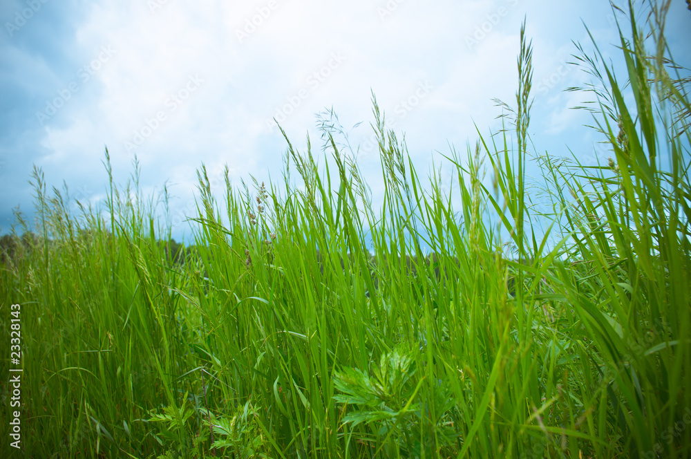 Fototapeta premium Grass against blue sky