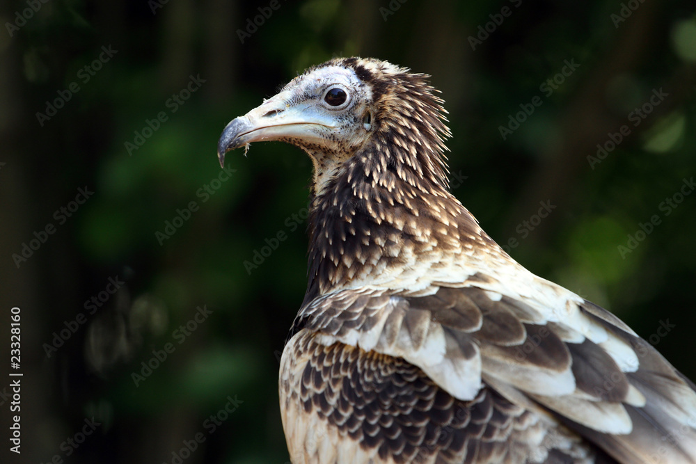 Fototapeta premium vautour percnoptère,neophron percnopterus