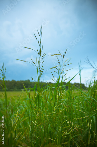 Grass against blue sky