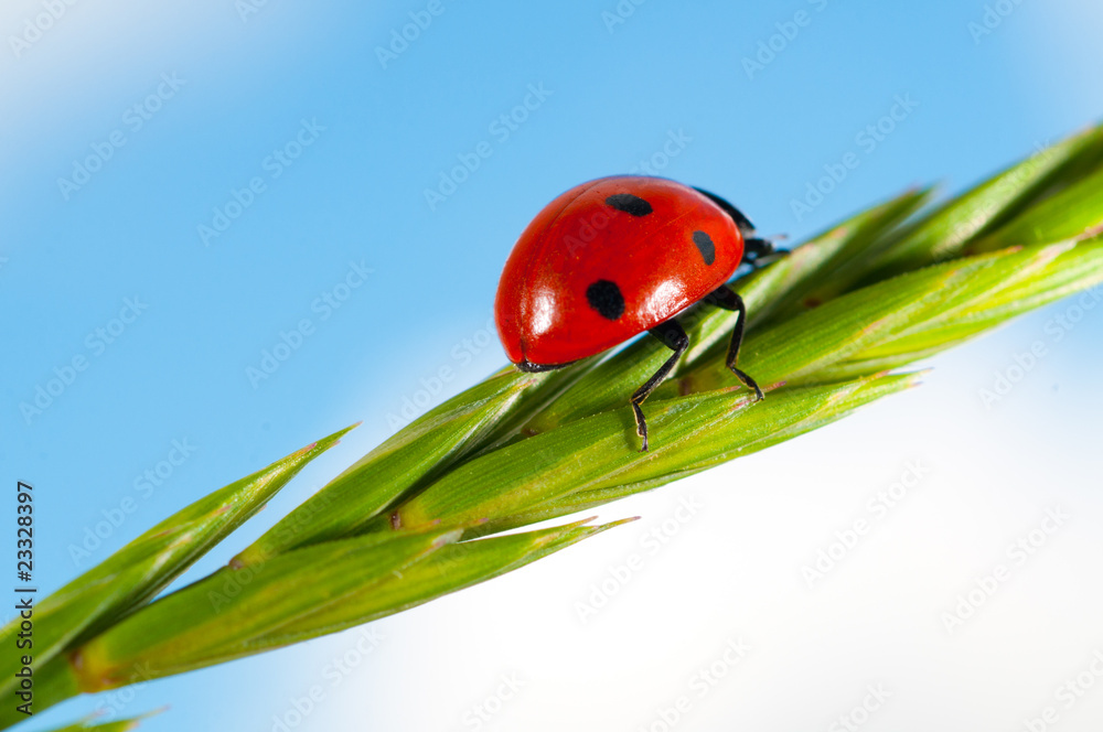 Fototapeta premium Ladybird on grass