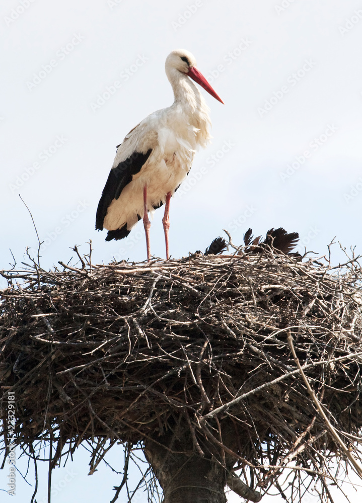 Fototapeta premium White stork in the nest