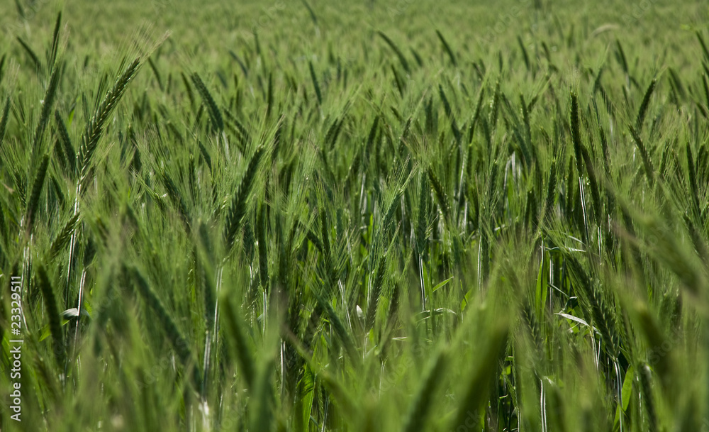 Wheaten field Wheaten field
