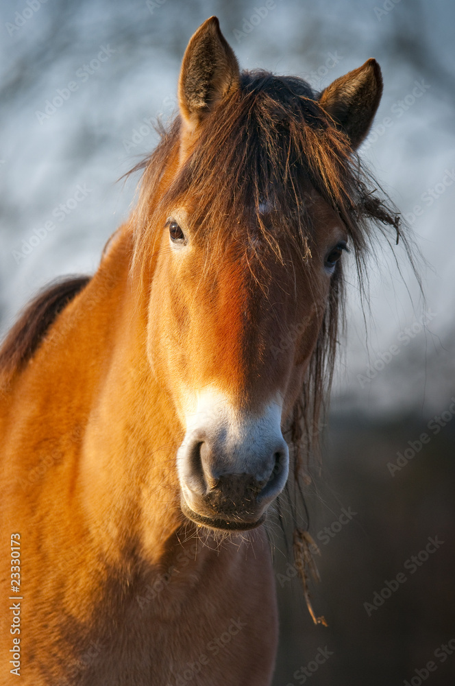 Fototapeta premium Chevaux Henson en Paturâge d'hiver.