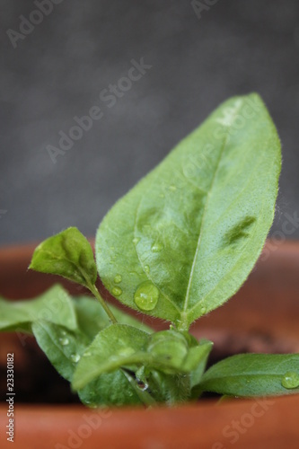 young sunflower