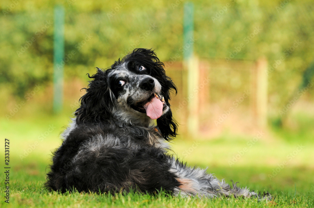 Fototapeta premium Irisch Setter