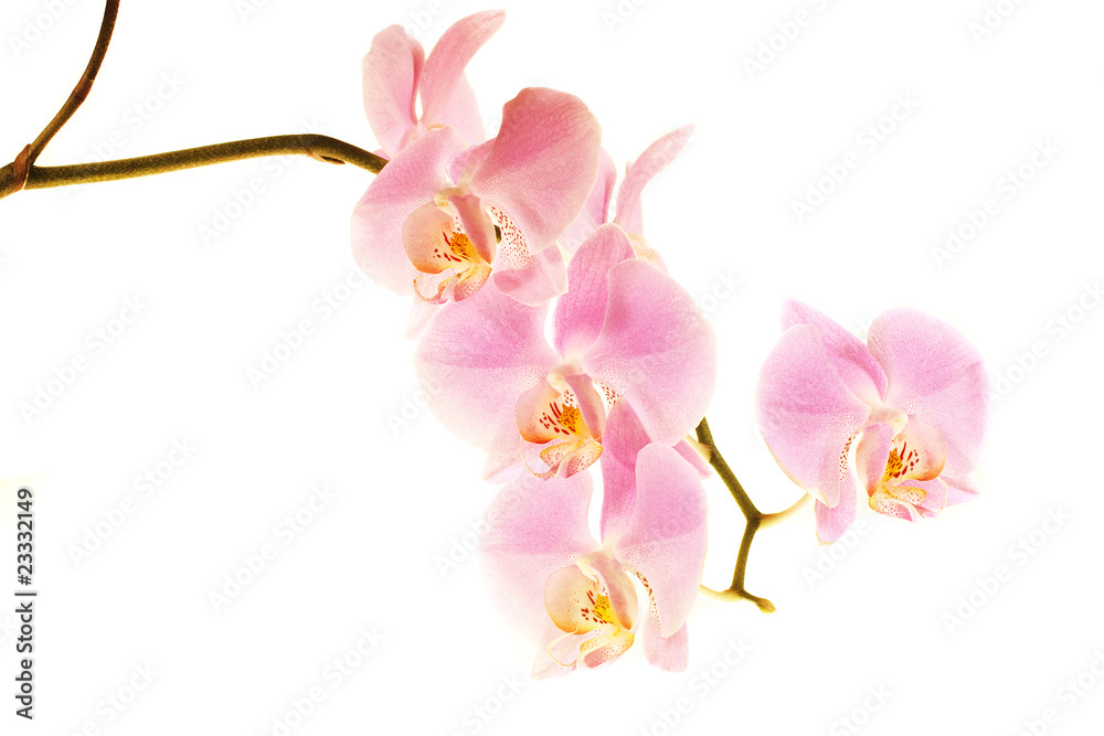 Naklejka premium Orchid