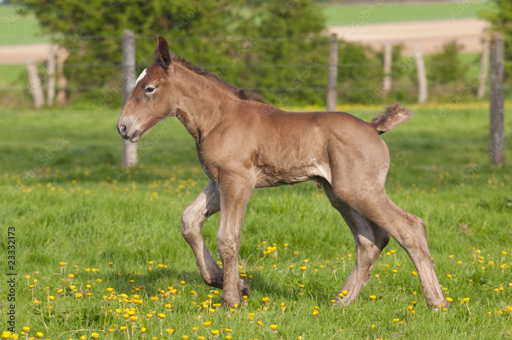 Poulain de race boulonnaise âgé de 3 jours Poulain de race boulonnaise âgé de 3 jours