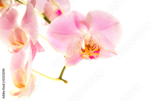 Orchid flower