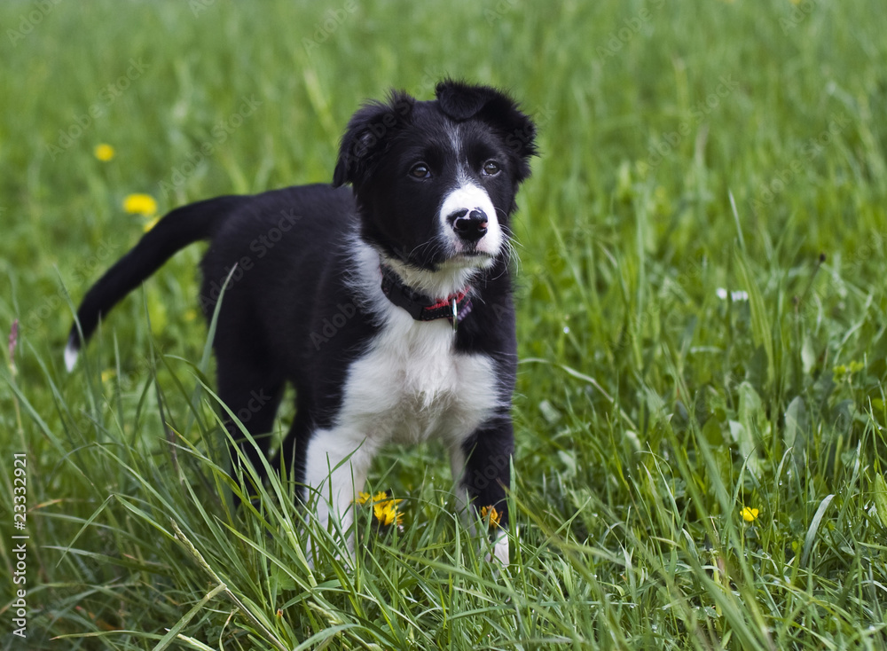 Fototapeta premium Collie