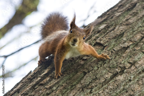 curious squirrel