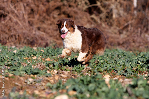 berger australien  rouge et blanc en pleine course photo