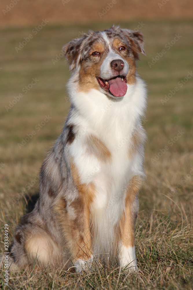 berger australien merle assis de face et souriant