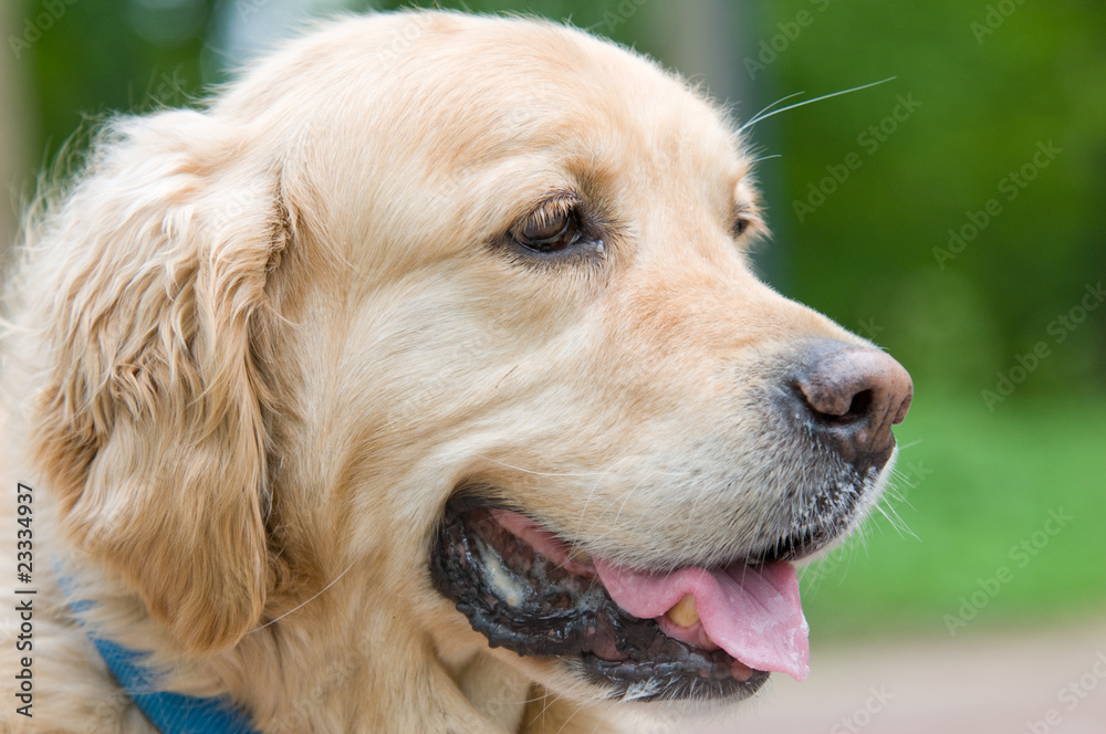 Golden Retriever Golden Retriever