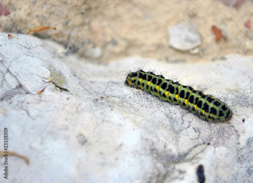 caterpillar on rocks