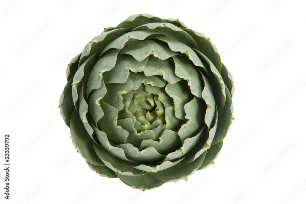 Obraz premium Artischocke