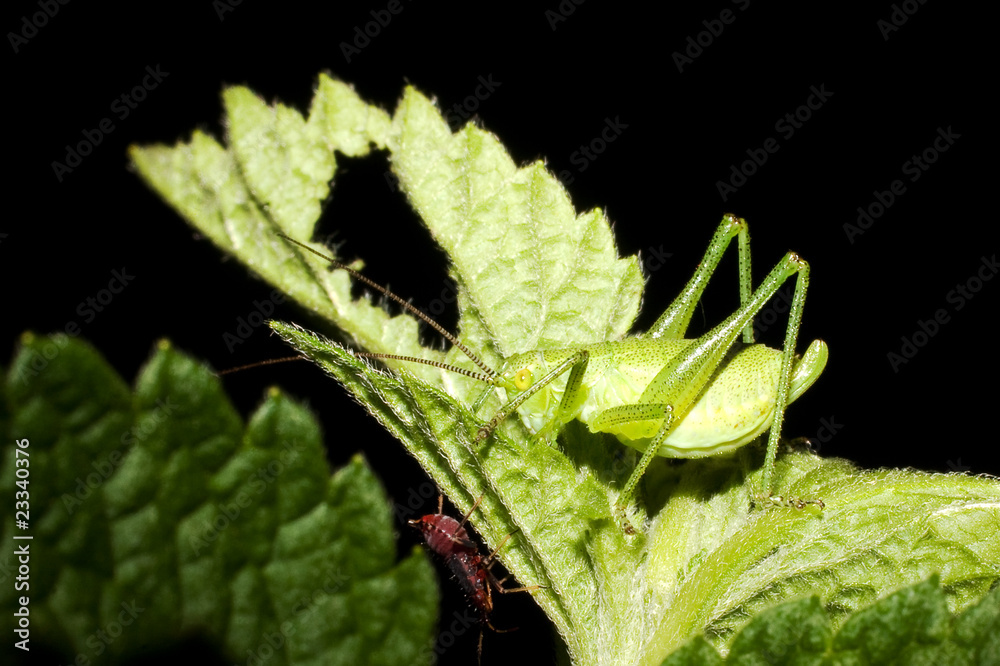 a green grasshopper on the grass