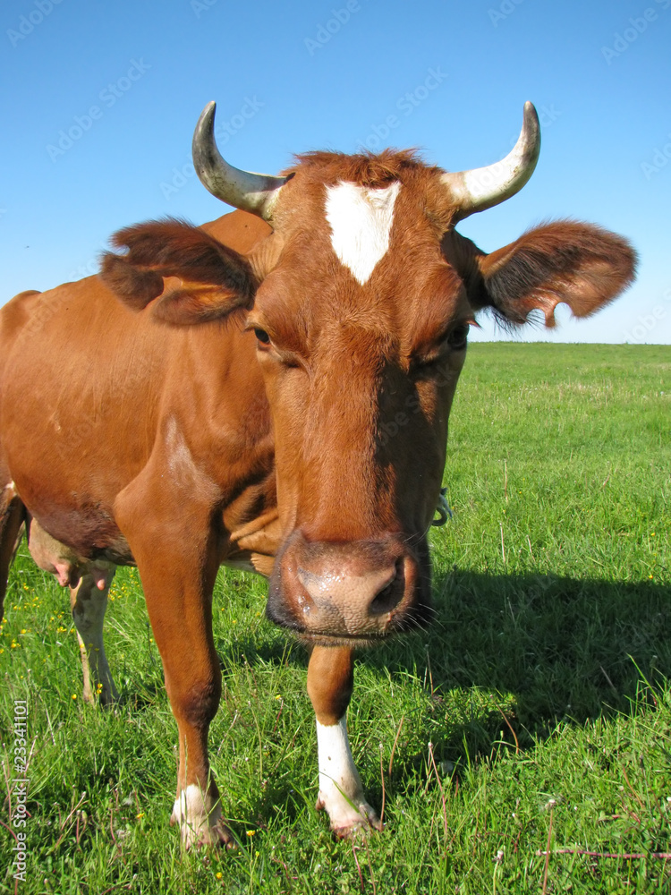 Cow at the pasture