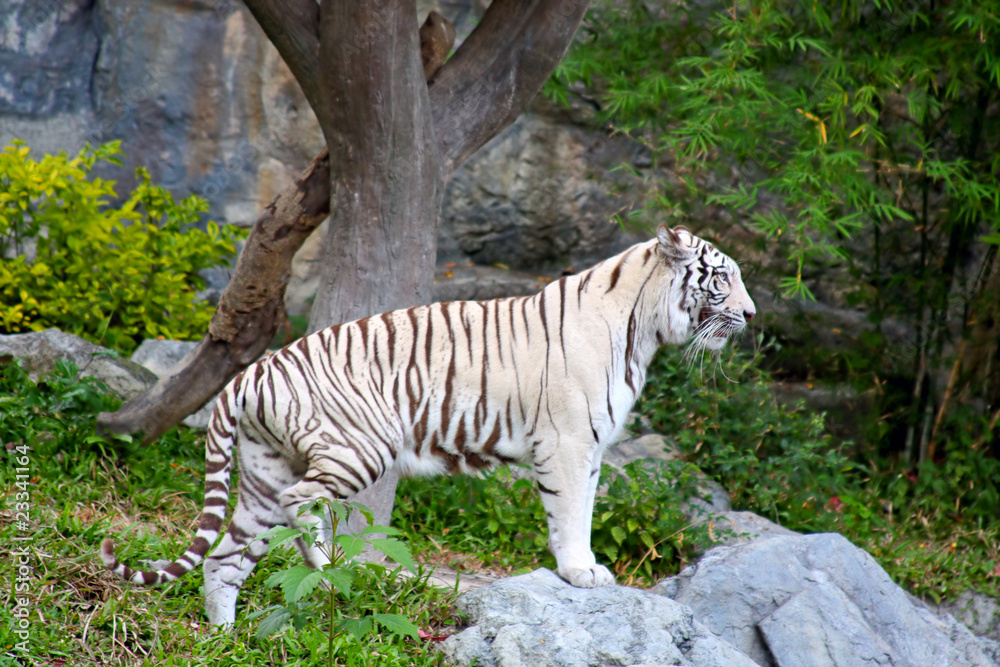 White Benagal Tiger