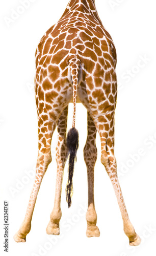 Giraffe photo